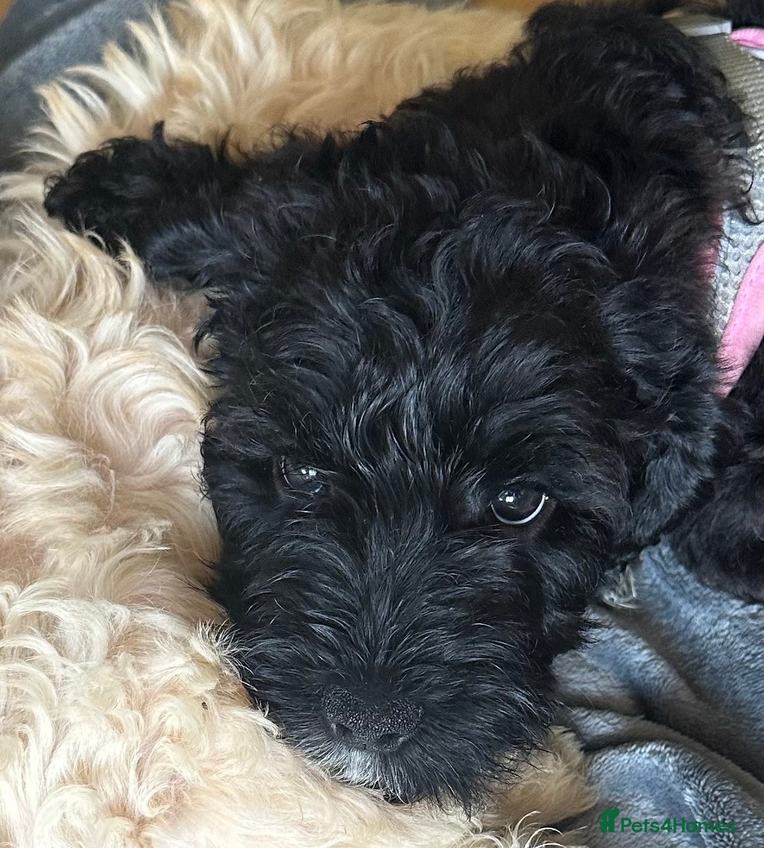 Cockapoo dogs for sale: Cockapoo/Labradoodle pups. One left! Reduced!  - Image 3