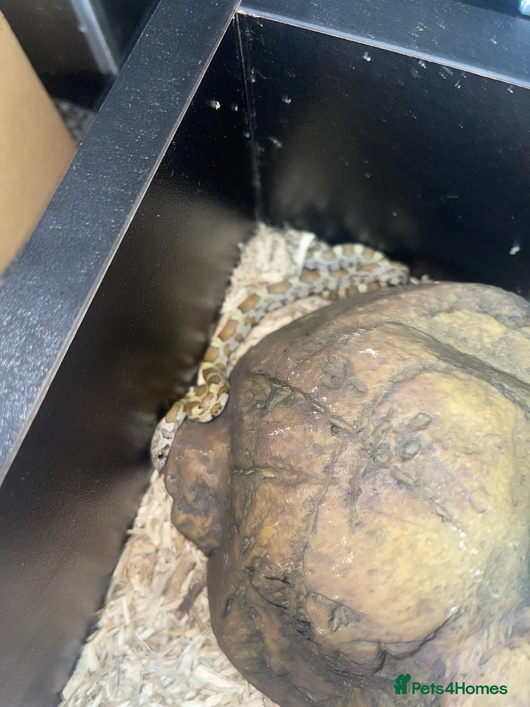 Corn Snake reptiles for sale: Honey corn snake  in Witham - Advert 1