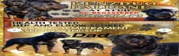 Rottweiler dogs for sale: Purebred Rottweiler Puppies ready to leave  - Advert 2