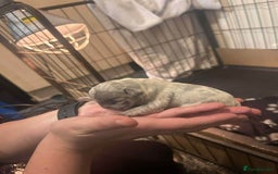 French Bulldog dogs for sale: Two gorgeous French bulldog males  - Advert 8