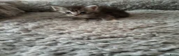 Maine Coon cats for sale: Maincoon kittens for sale - Advert 9