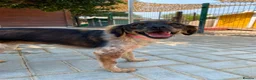 Mixed Breed dogs for adoption: Charming Chelsy in Fleet - Advert 3