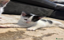 Domestic Shorthair cats for sale: 3 kittens kittens  - Image 14