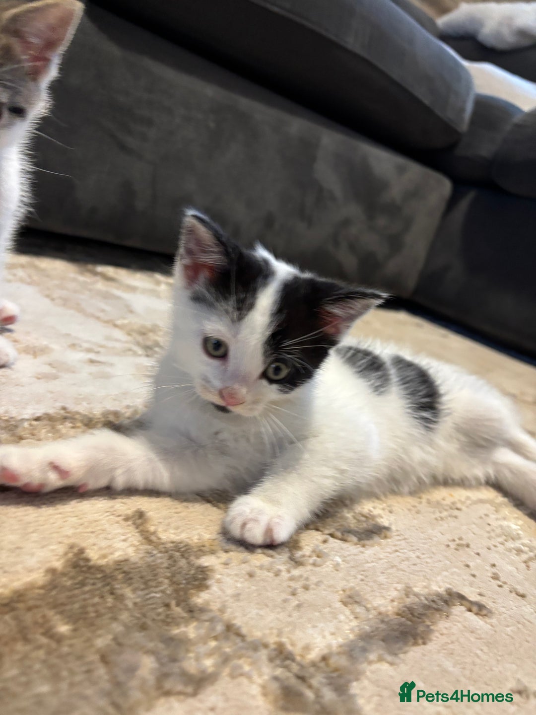 Domestic Shorthair cats for sale: 3 kittens kittens  - Image 14