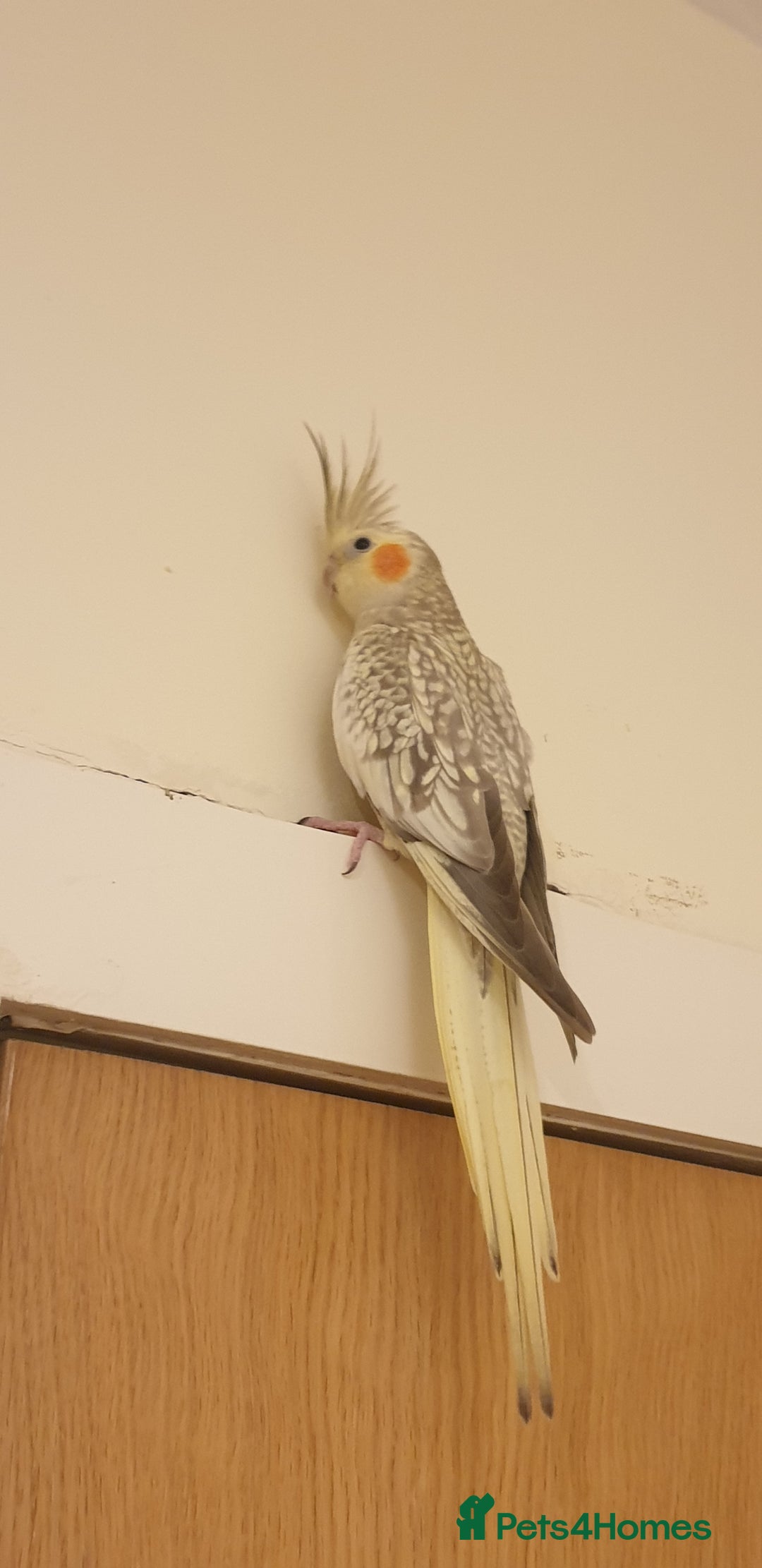 Cockatiels birds for sale: Cockatiel  - Advert 1