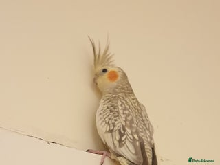 Cockatiels birds Cockatiel - Advert 1