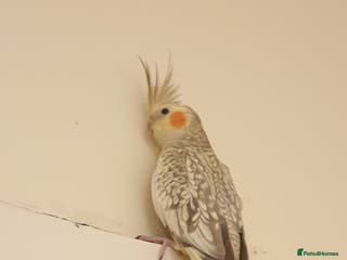 Cockatiels birds Sold out! Cockatiel - Advert 16