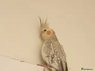 Cockatiels birds Sold out! Cockatiel - Advert 16