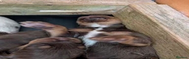 Cocker Spaniel 6