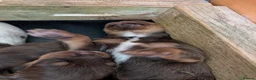 Cocker Spaniel dogs for sale: Stunning litter working cocker spaniels lemon   - Advert 2