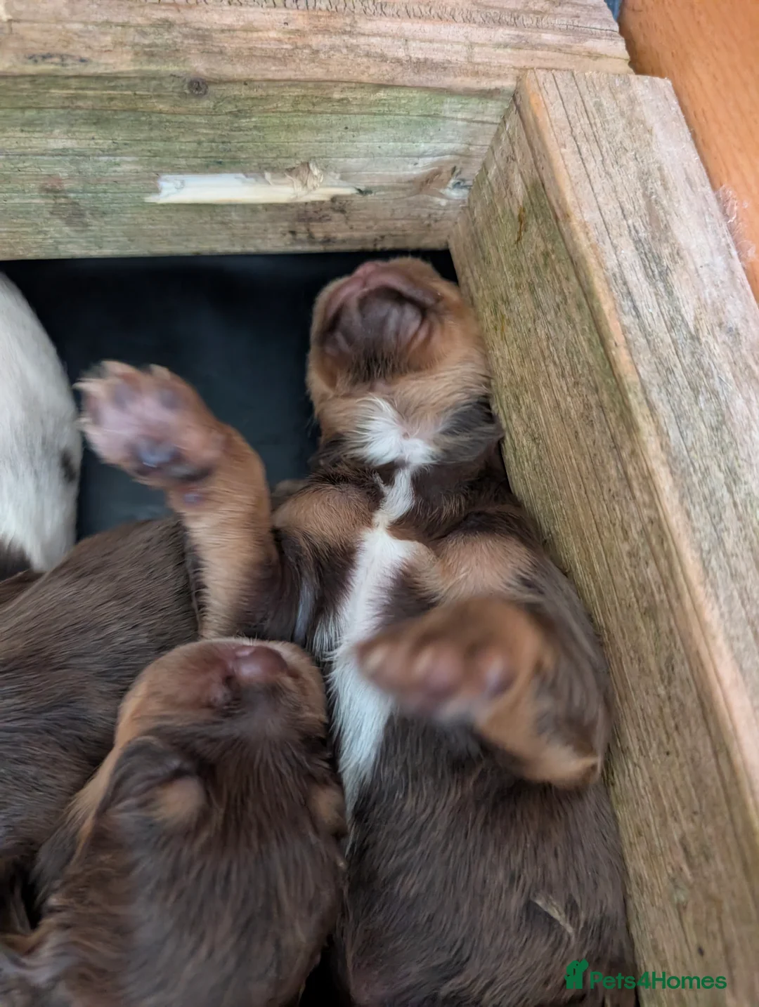 Cocker Spaniel dogs for sale: Stunning litter working cocker spaniels lemon   - Advert 2