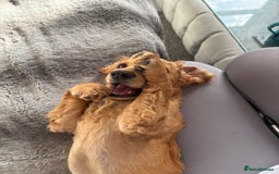 Cockapoo dogs for sale: Male cockapoo puppy for sale - Image 4