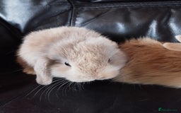 Mini Lop rabbits for sale: Mini lop boys and girls available. - Image 8