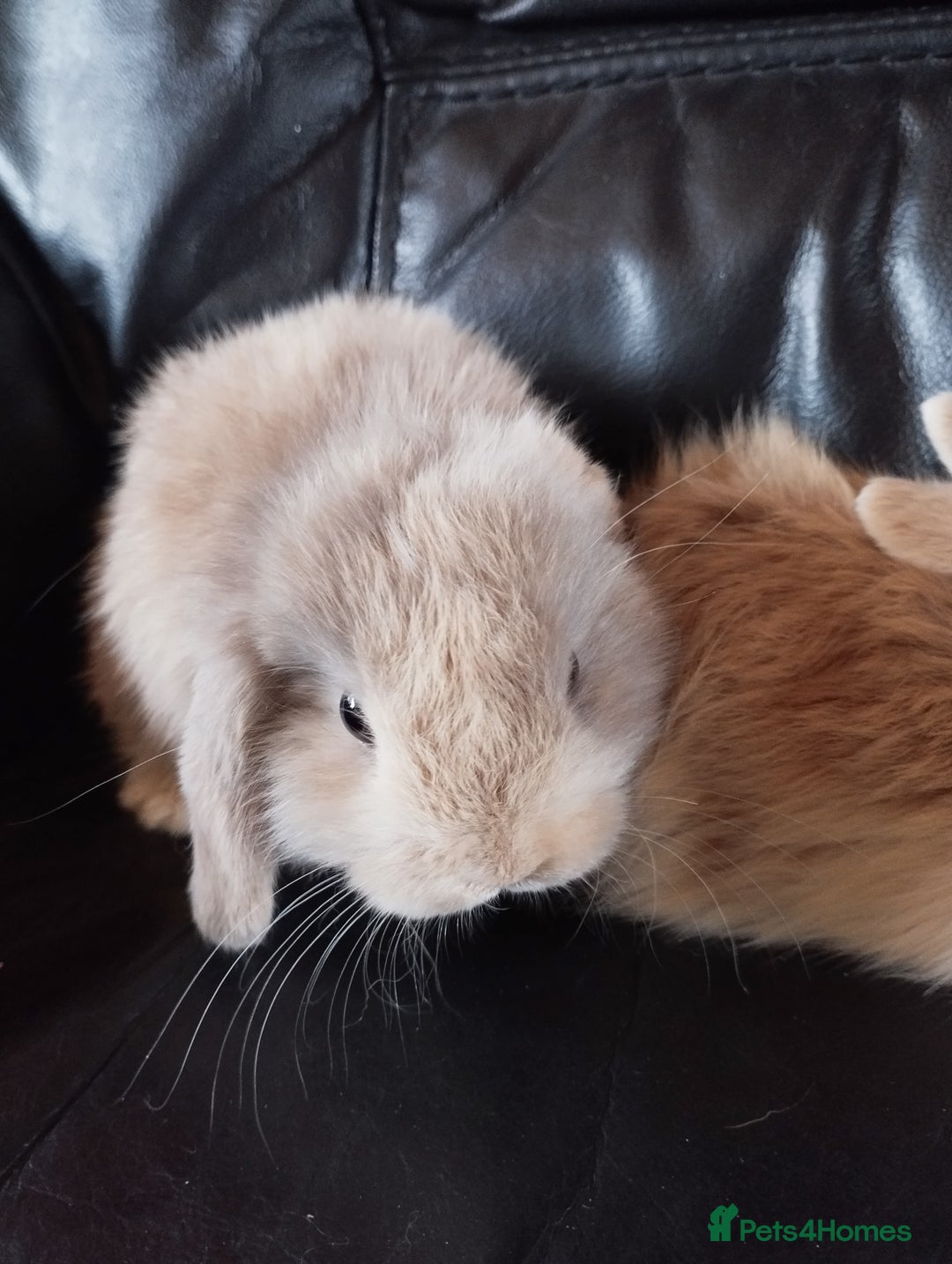 Mini Lop rabbits for sale: Mini lop boys and girls available. - Image 8