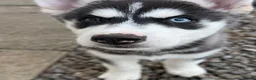 Siberian Husky dogs for sale: Siberian Husky Puppies  - Advert 11