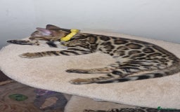 Bengal cats for sale: Two gorgeous Bengals girls  😻😻❤️ - Image 4