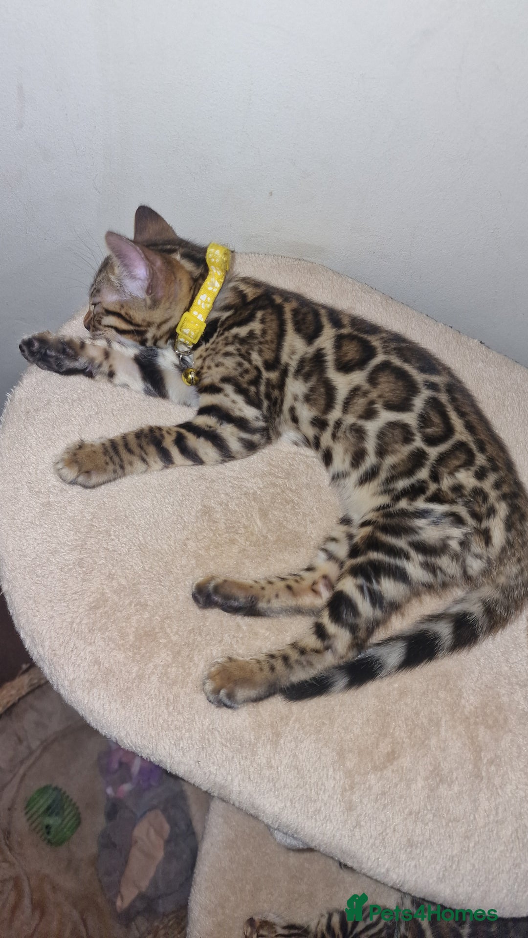 Bengal cats for sale: Two gorgeous Bengals girls  😻😻❤️ - Image 4