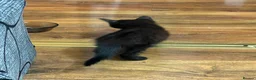 Mixed Breed cats for sale: Mixed Tabby kittens in London - Advert 3