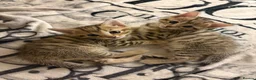 Bengal cats for sale: Bengal Mix kittens 🐱  in Hinckley - Advert 12