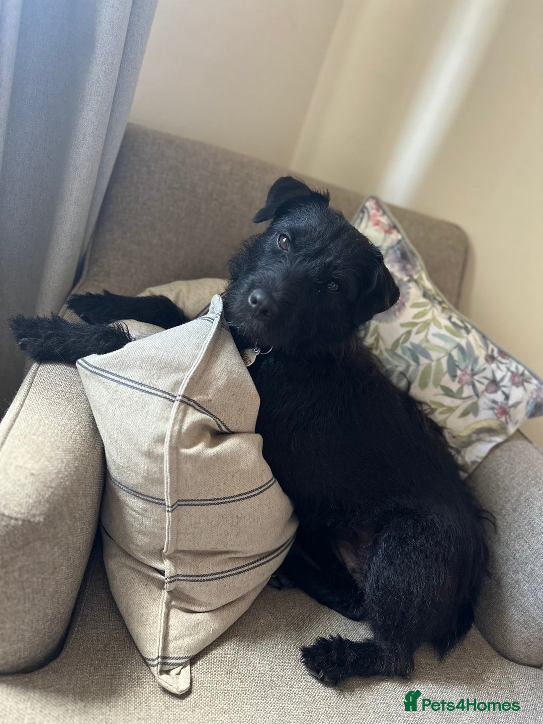 Patterdale Terrier dogs for sale: 5 Gorgeous Patterdale Puppies  - Advert 14
