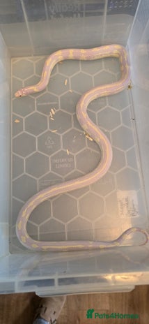 King Snake reptiles in Crawley - Advert 12