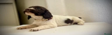 Sprocker cream collar.
