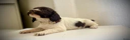 Sprocker dogs for sale: Beautiful Sprocker Spaniel Puppies for Sale!  in Sheffield - Advert 3