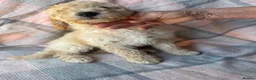 Miniature Poodle dogs for sale: Moyen Poodle puppies *READY NOW* - Advert 14