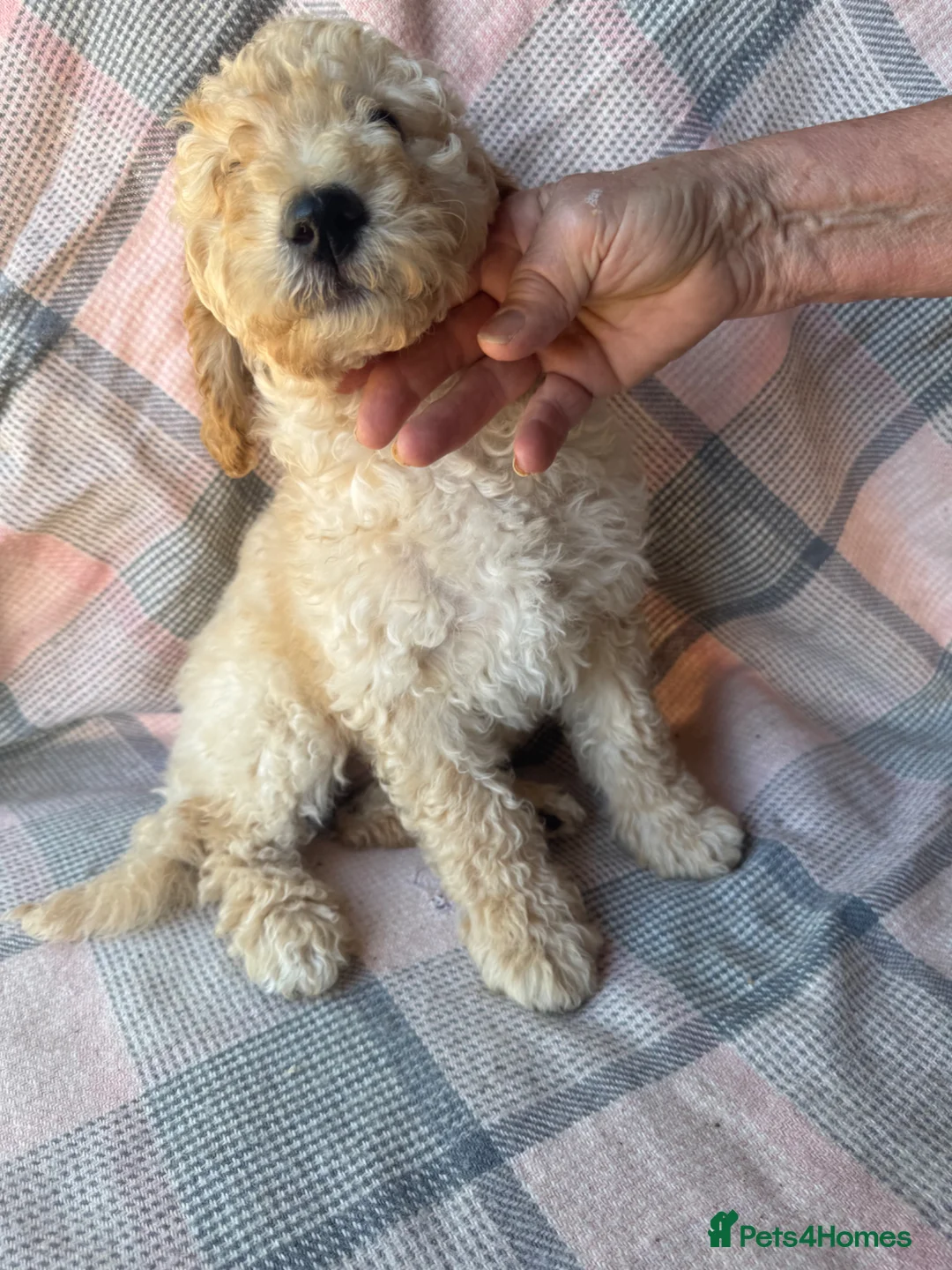 Miniature Poodle dogs for sale: Moyen Poodle puppies *READY NOW* - Advert 14