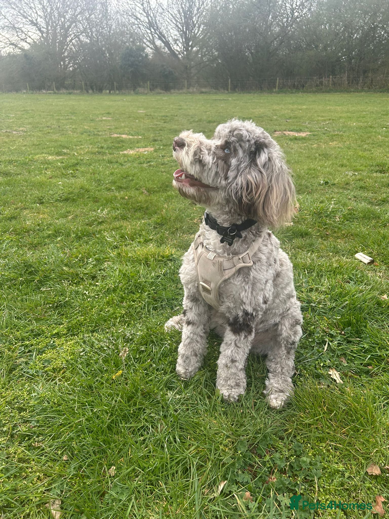 Cockapoo dogs 9 Month Cockapoo  - Advert 1