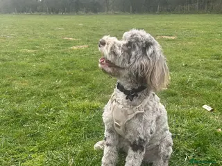 Cockapoo dogs 9 Month Cockapoo - Advert 5