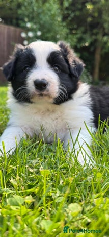 Border Collie dogs - Advert 1