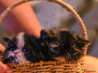 Persian cats Exotic Persian kittens - Advert 1