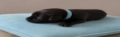 Labrador Retriever Puppy 2