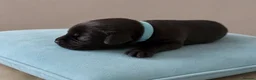 Labrador Retriever dogs for sale: KC Registered Pedigree Labrador Puppies - Advert 6