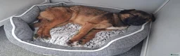 Mixed Breed dogs for adoption: Meet Katja, currently residing in Hampshire  in Waterlooville - Advert 4