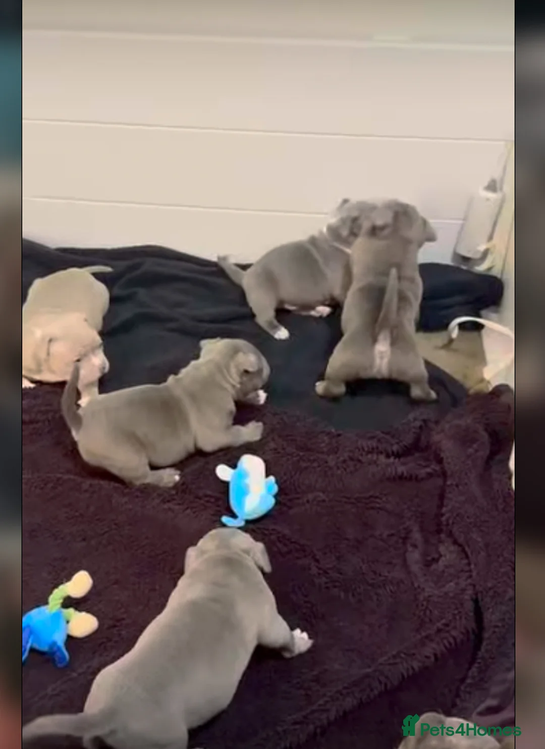 Staffordshire Bull Terrier dogs for sale: 1st Class 100%Staffy puppies Kc Reg - Advert 3