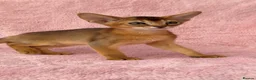Abyssinian cats for sale: Gorgeous Abyssinian ruddy girls🤎❤️ - Advert 15