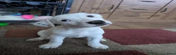 Jack Russell dogs for sale: 2 beautiful female jack Russell puppies  - Advert 5
