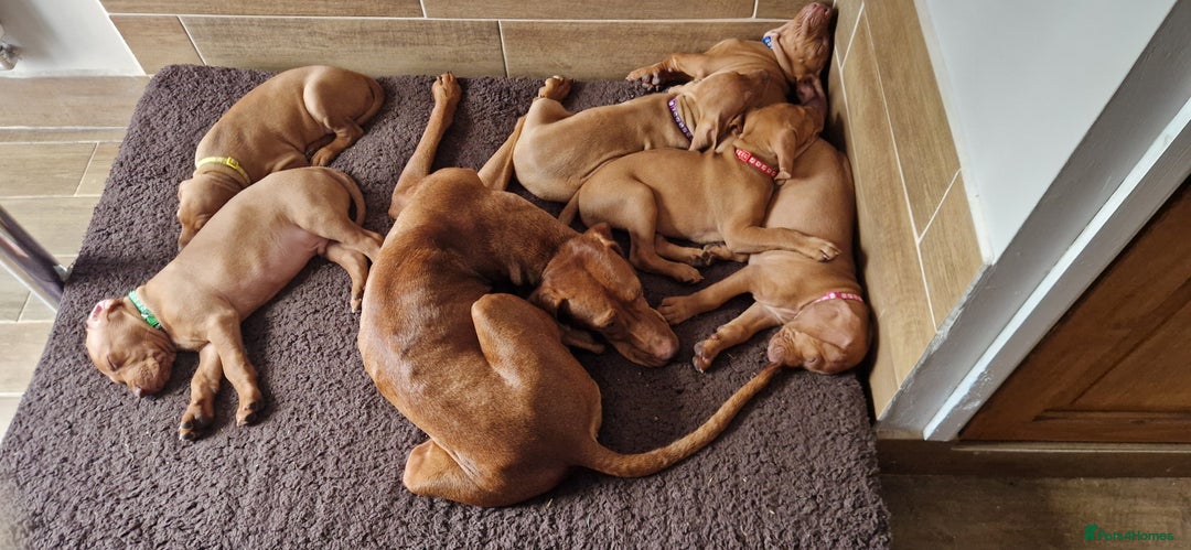 Hungarian Vizsla dogs for sale: Gorgeous bouncy and healthy vizsla pups - Image 2