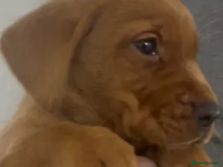 Labrador Retriever dogs Beautiful Labrador Puppies Deep Red to Golden - Advert 14