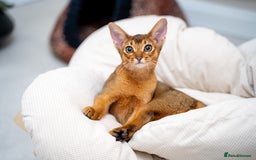 Abyssinian cats for sale: One of the Kind Abyssinian Girl-Champions Pedigree - Image 11