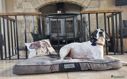 Pointer dogs for sale: 🪶 Pointer puppies 🪶 - Image 20