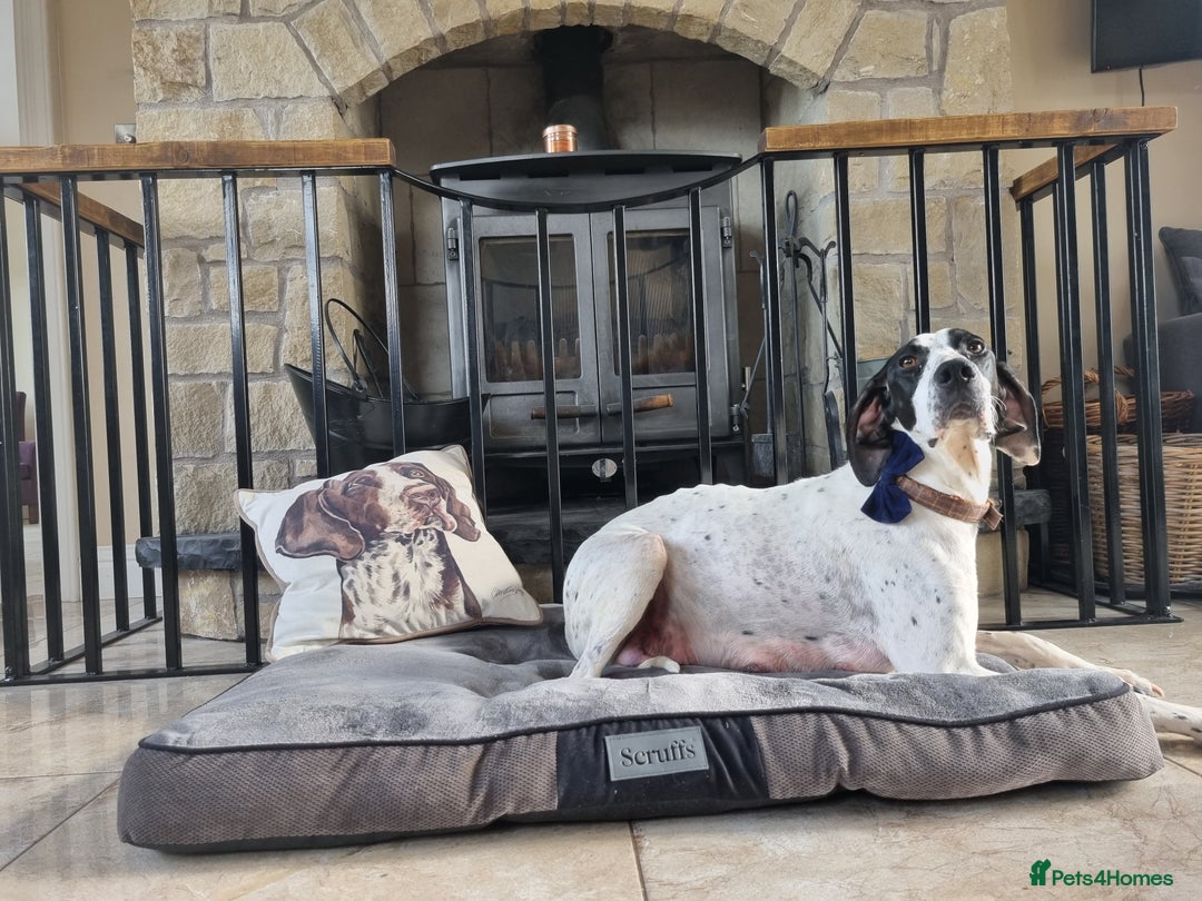 Pointer dogs for sale: 🪶 Pointer puppies 🪶 - Image 20