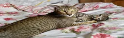 Oriental cats for sale: Black Tabby Female  - Advert 3