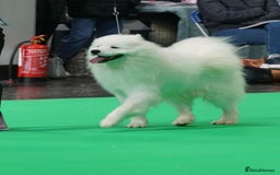 Samoyed dogs for stud: Health Tested, Proven, Show Samoyed for Stud in Exeter - Image 4