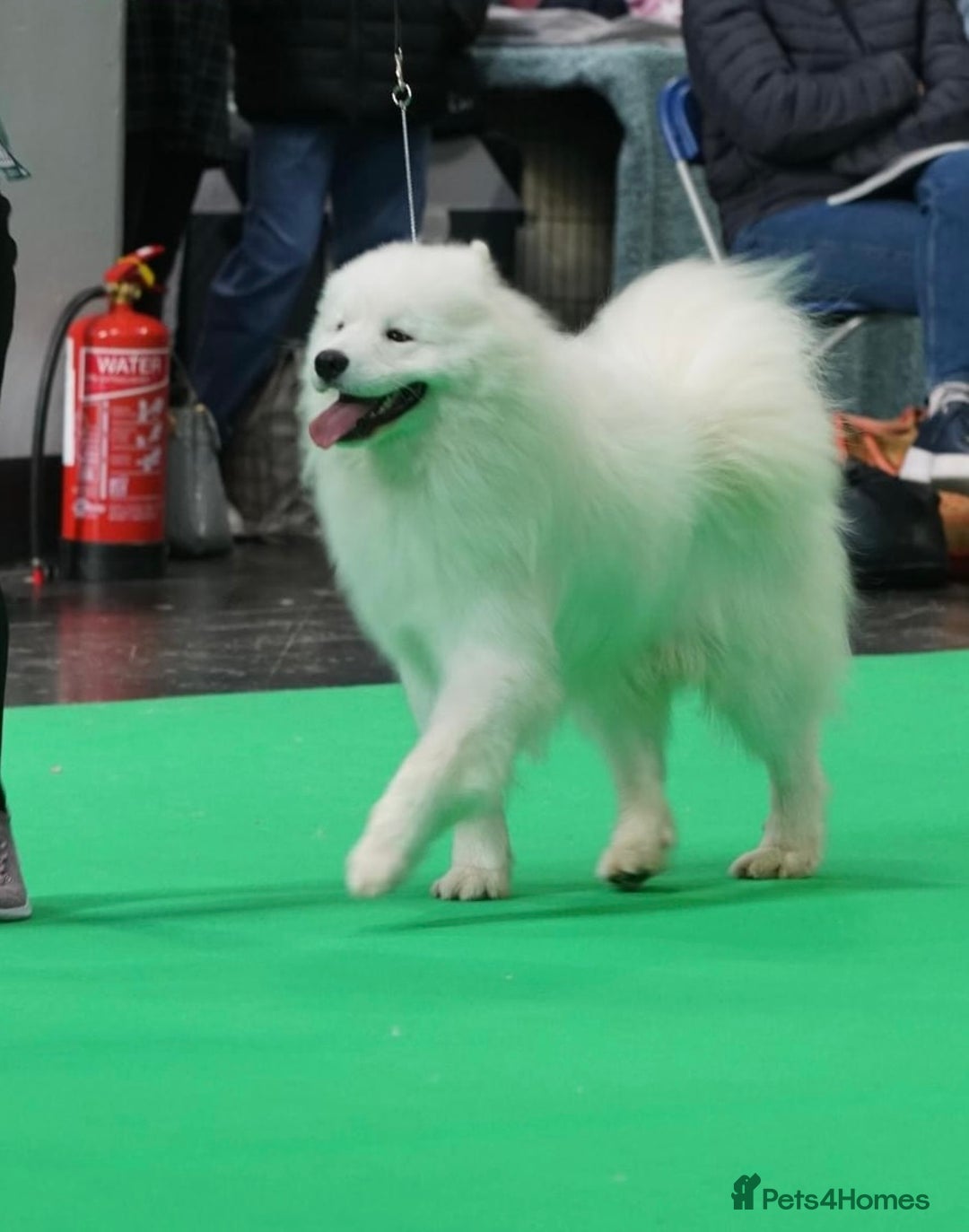 Samoyed dogs for stud: Health Tested, Proven, Show Samoyed for Stud in Exeter - Image 4