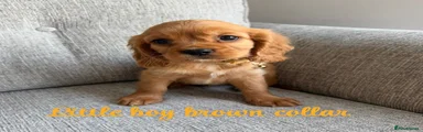 Little boy brown collar 