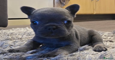 French Bulldog dogs - Advert 15