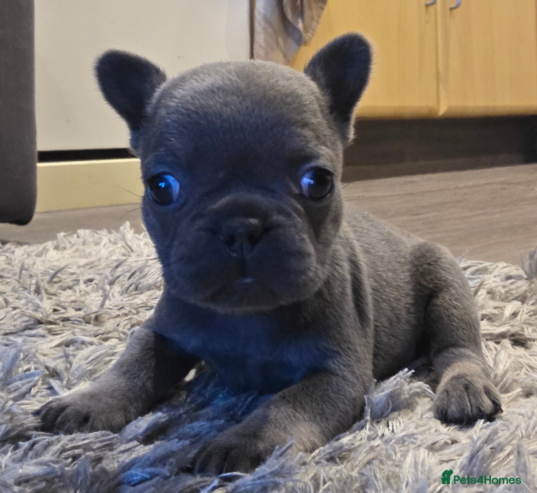 French Bulldog dogs for sale: French Bulldog puppys  - Image 3